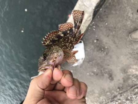 アラカブ数釣り